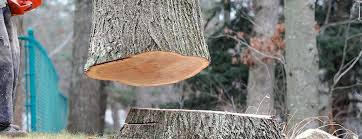 How Our Tree Care Process Works  in  Catlin, IL