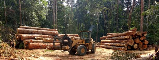Professional Tree Care in Catlin, IL